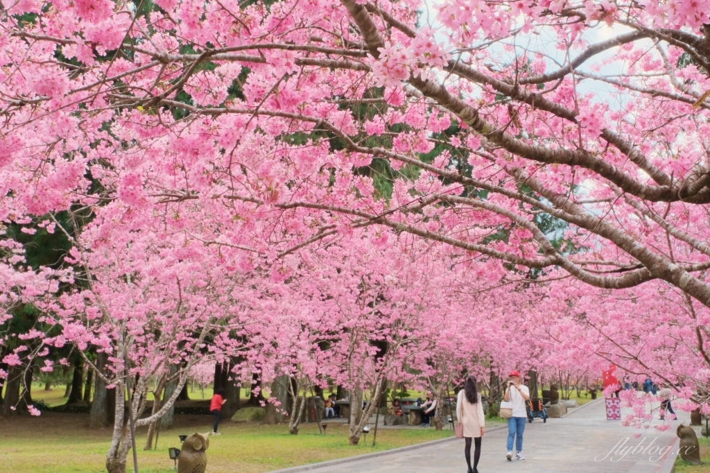 南投魚池｜2025九族文化村櫻花祭．唯一日本認證海外賞櫻名所，5000多株櫻花樹嬌艷動人 @飛天璇的口袋