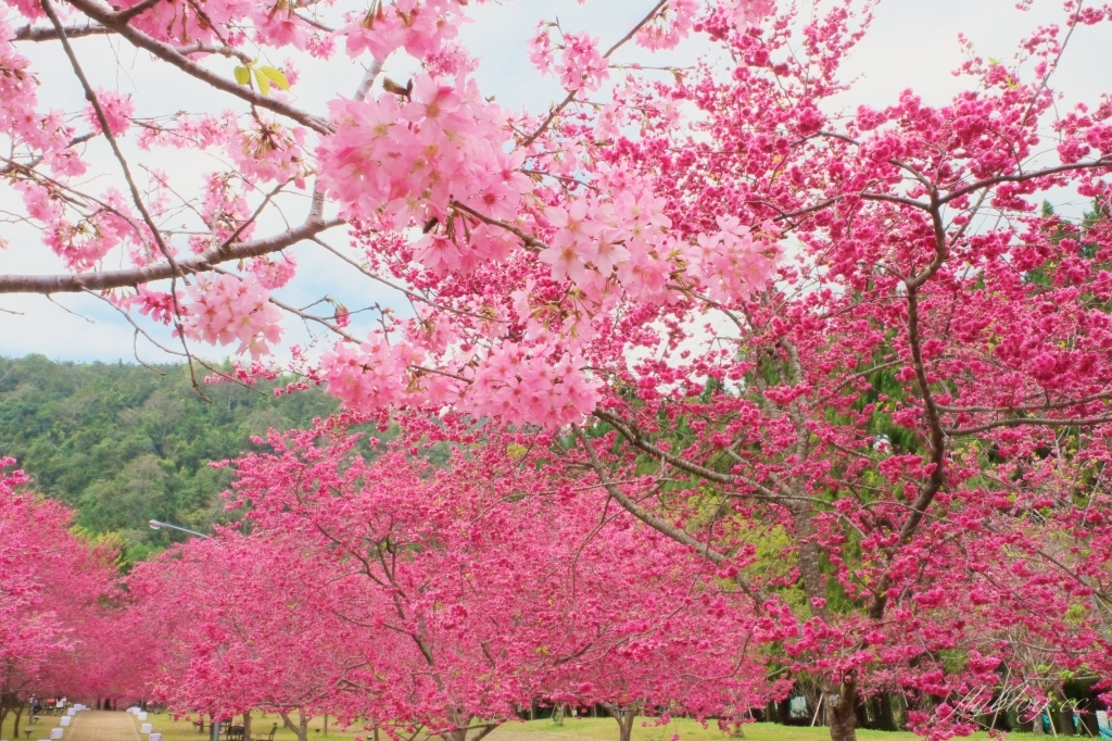 南投魚池｜2025九族文化村櫻花祭．唯一日本認證海外賞櫻名所，5000多株櫻花樹嬌艷動人 @飛天璇的口袋