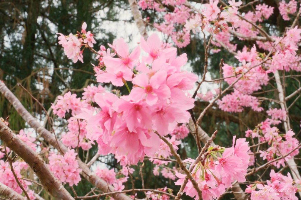 南投魚池｜2025九族文化村櫻花祭．唯一日本認證海外賞櫻名所，5000多株櫻花樹嬌艷動人 @飛天璇的口袋