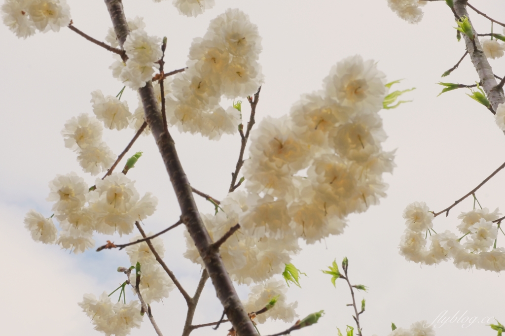 南投魚池｜2025九族文化村櫻花祭．唯一日本認證海外賞櫻名所，5000多株櫻花樹嬌艷動人 @飛天璇的口袋