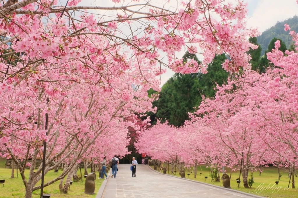南投魚池｜2025九族文化村櫻花祭．唯一日本認證海外賞櫻名所，5000多株櫻花樹嬌艷動人 @飛天璇的口袋