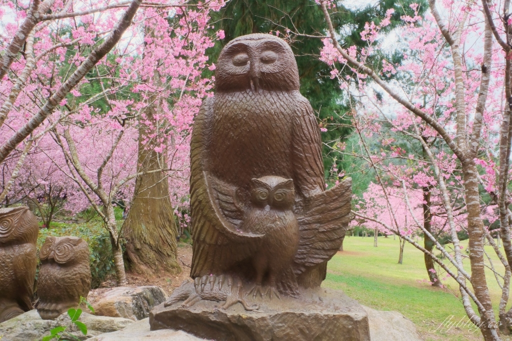南投魚池｜2025九族文化村櫻花祭．唯一日本認證海外賞櫻名所，5000多株櫻花樹嬌艷動人 @飛天璇的口袋