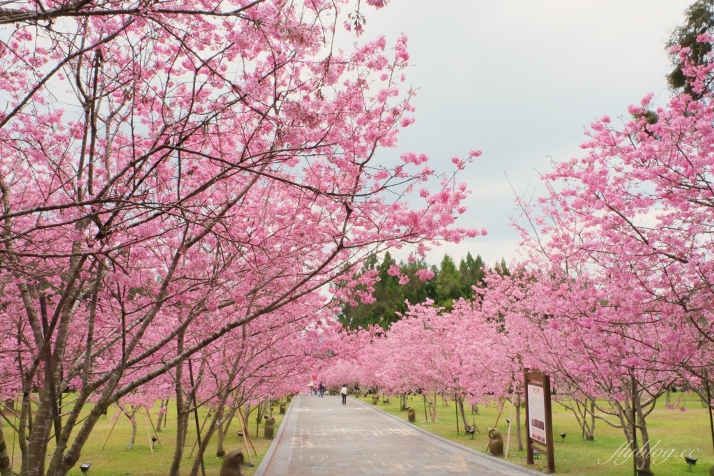 南投魚池｜2025九族文化村櫻花祭．唯一日本認證海外賞櫻名所，5000多株櫻花樹嬌艷動人 @飛天璇的口袋