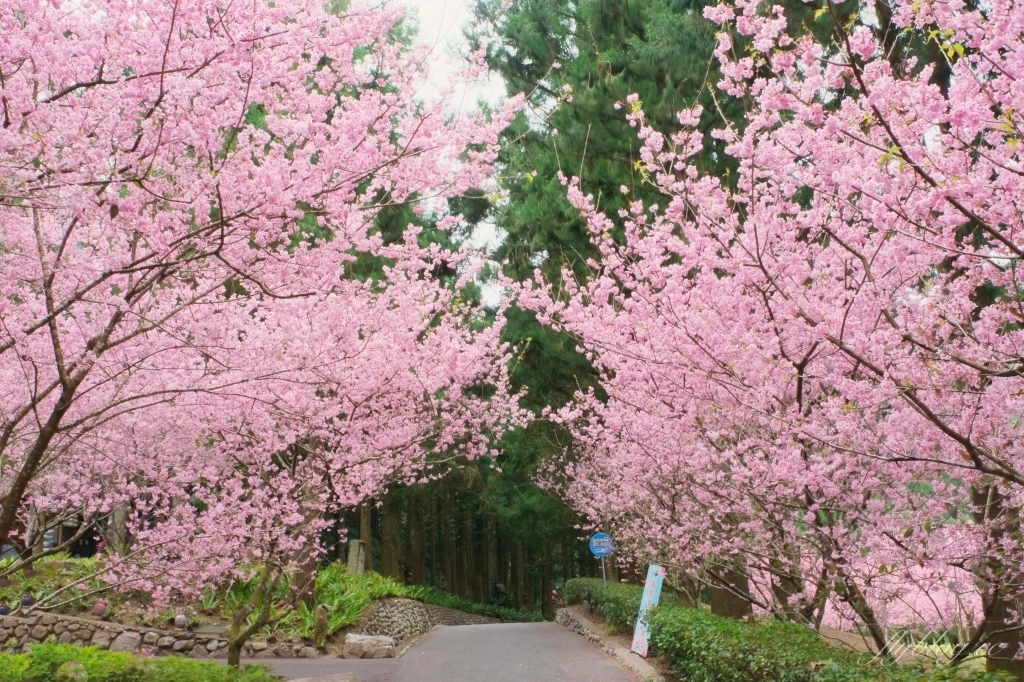 南投魚池｜2025九族文化村櫻花祭．唯一日本認證海外賞櫻名所，5000多株櫻花樹嬌艷動人 @飛天璇的口袋
