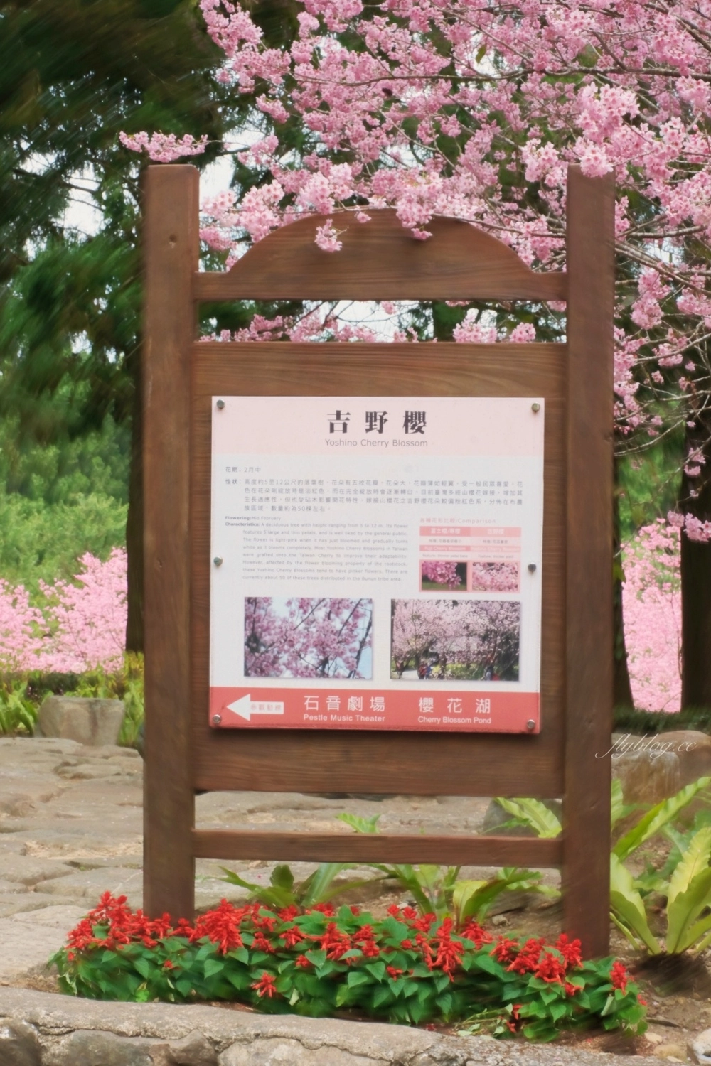 南投魚池｜2025九族文化村櫻花祭．唯一日本認證海外賞櫻名所，5000多株櫻花樹嬌艷動人 @飛天璇的口袋