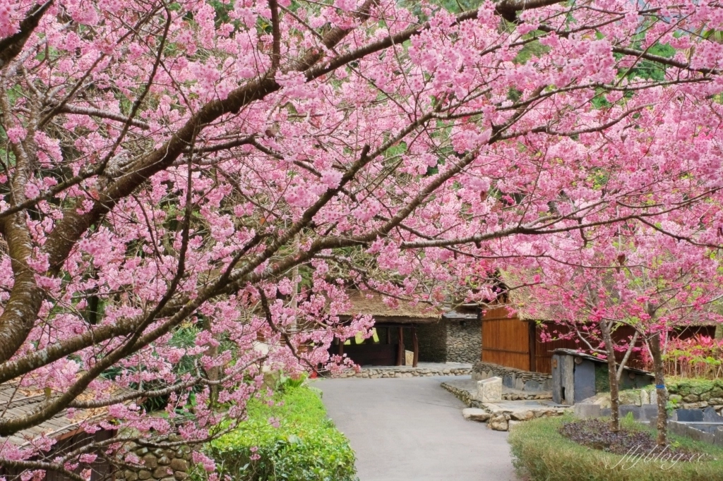南投魚池｜2025九族文化村櫻花祭．唯一日本認證海外賞櫻名所，5000多株櫻花樹嬌艷動人 @飛天璇的口袋