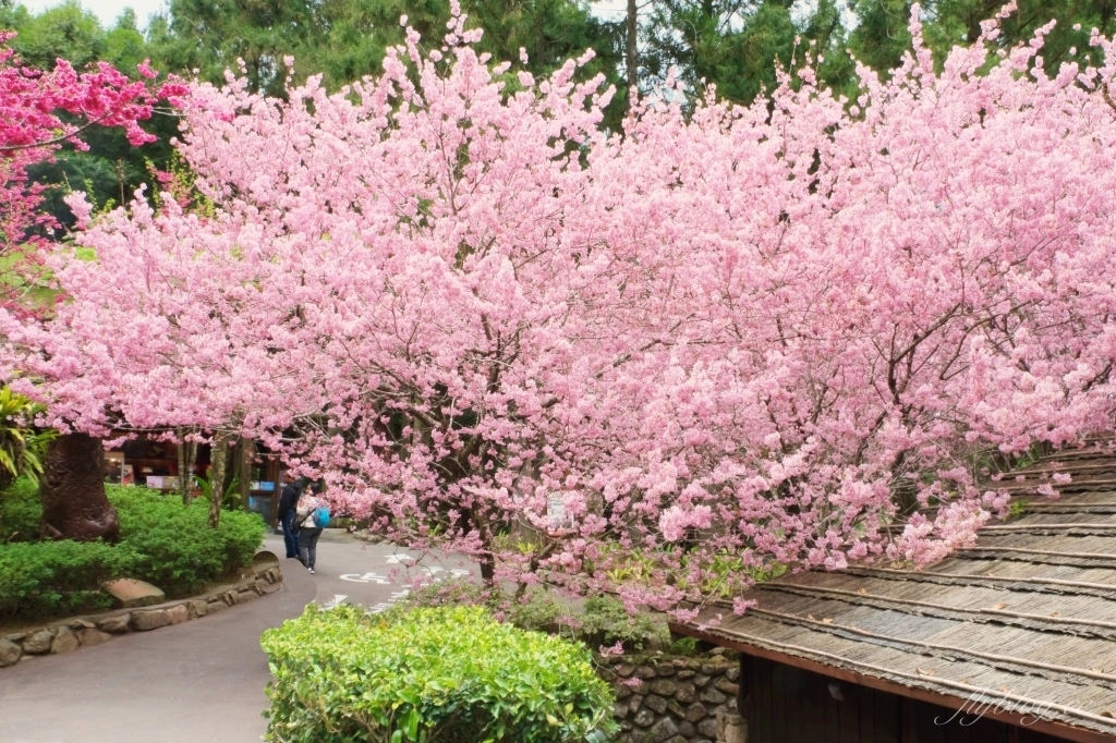 南投魚池｜2025九族文化村櫻花祭．唯一日本認證海外賞櫻名所，5000多株櫻花樹嬌艷動人 @飛天璇的口袋