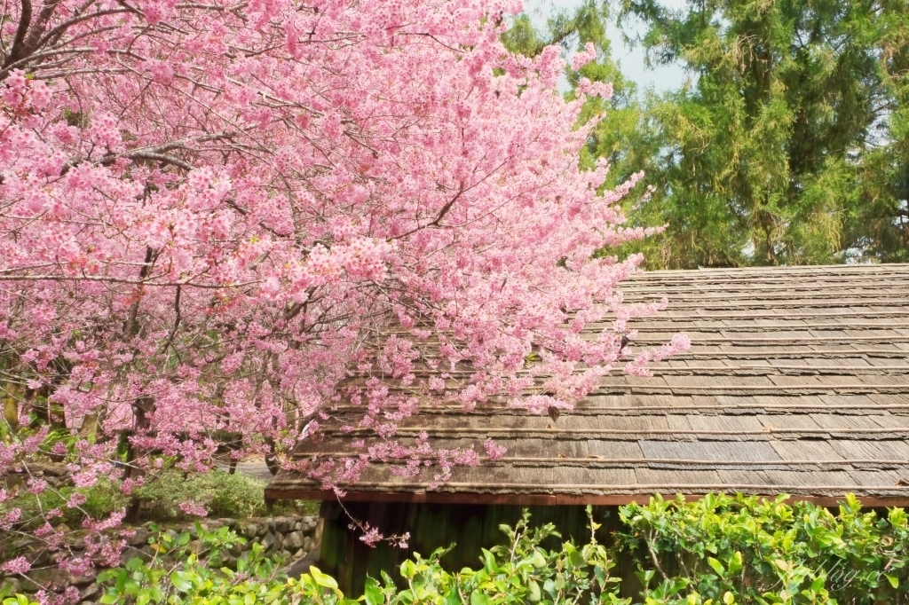 南投魚池｜2025九族文化村櫻花祭．唯一日本認證海外賞櫻名所，5000多株櫻花樹嬌艷動人 @飛天璇的口袋