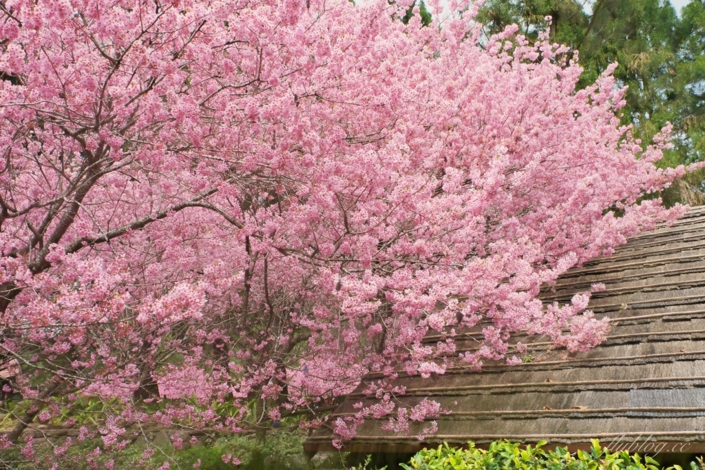 南投魚池｜2025九族文化村櫻花祭．唯一日本認證海外賞櫻名所，5000多株櫻花樹嬌艷動人 @飛天璇的口袋