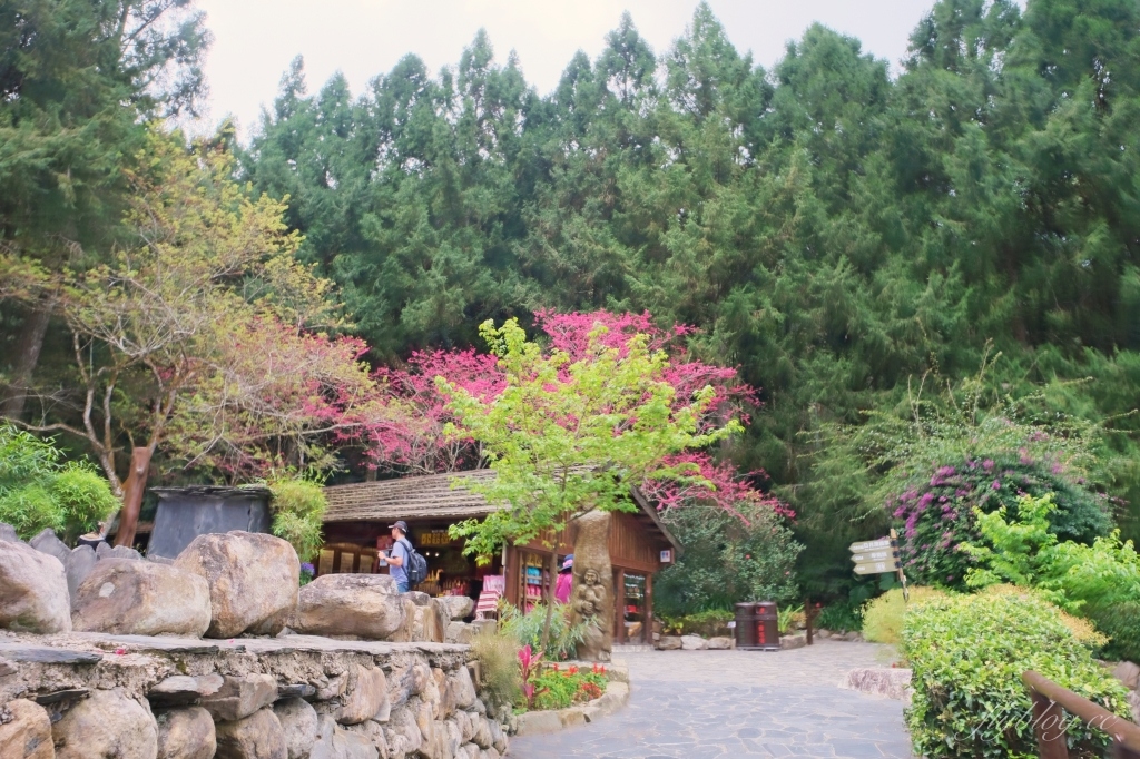 南投魚池｜2025九族文化村櫻花祭．唯一日本認證海外賞櫻名所，5000多株櫻花樹嬌艷動人 @飛天璇的口袋