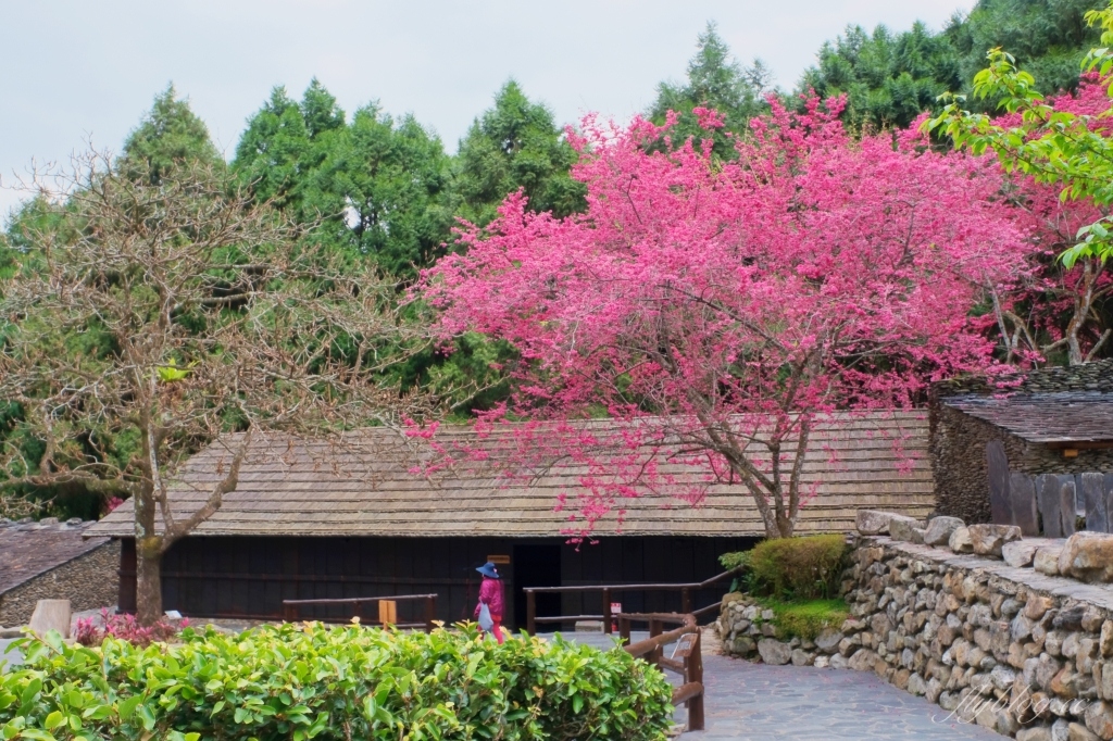 南投魚池｜2025九族文化村櫻花祭．唯一日本認證海外賞櫻名所，5000多株櫻花樹嬌艷動人 @飛天璇的口袋