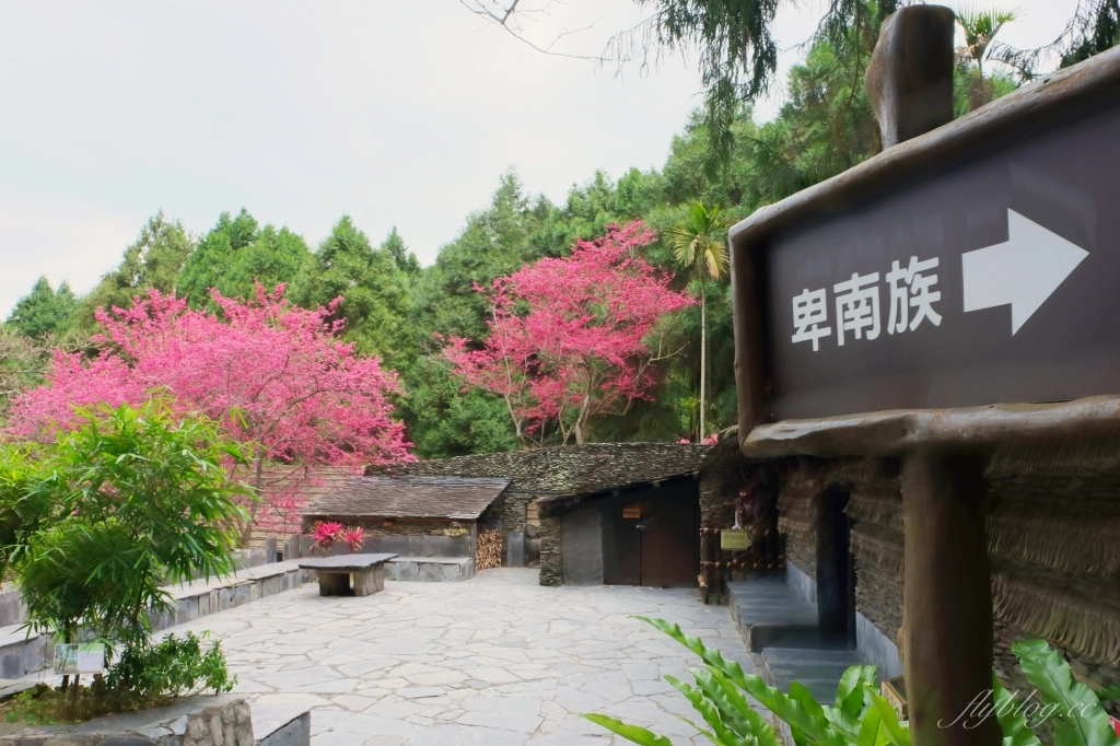 南投魚池｜2025九族文化村櫻花祭．唯一日本認證海外賞櫻名所，5000多株櫻花樹嬌艷動人 @飛天璇的口袋