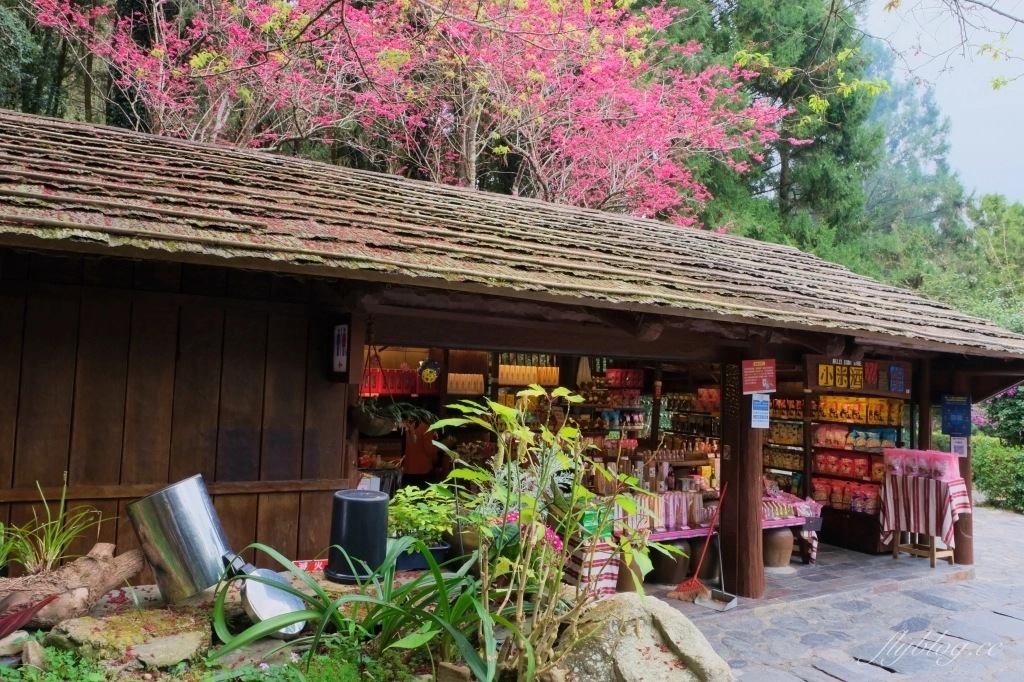 南投魚池｜2025九族文化村櫻花祭．唯一日本認證海外賞櫻名所，5000多株櫻花樹嬌艷動人 @飛天璇的口袋