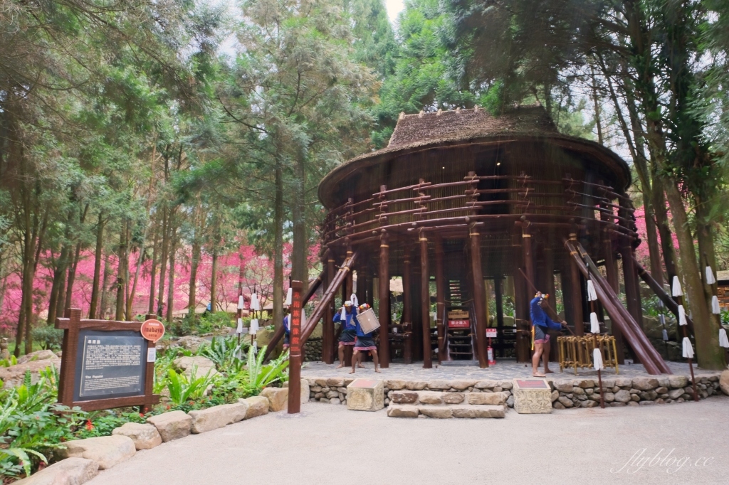 南投魚池｜2025九族文化村櫻花祭．唯一日本認證海外賞櫻名所，5000多株櫻花樹嬌艷動人 @飛天璇的口袋