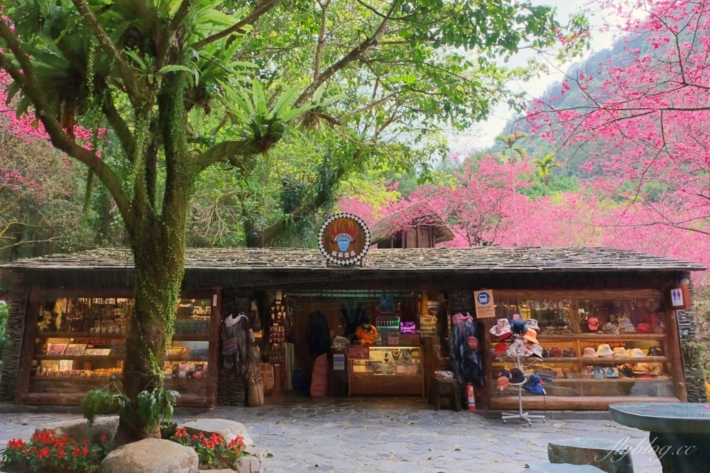 南投魚池｜2025九族文化村櫻花祭．唯一日本認證海外賞櫻名所，5000多株櫻花樹嬌艷動人 @飛天璇的口袋