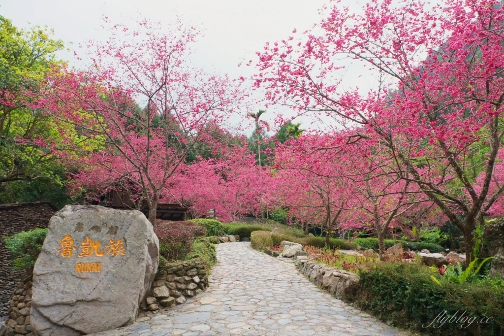 南投魚池｜2025九族文化村櫻花祭．唯一日本認證海外賞櫻名所，5000多株櫻花樹嬌艷動人 @飛天璇的口袋