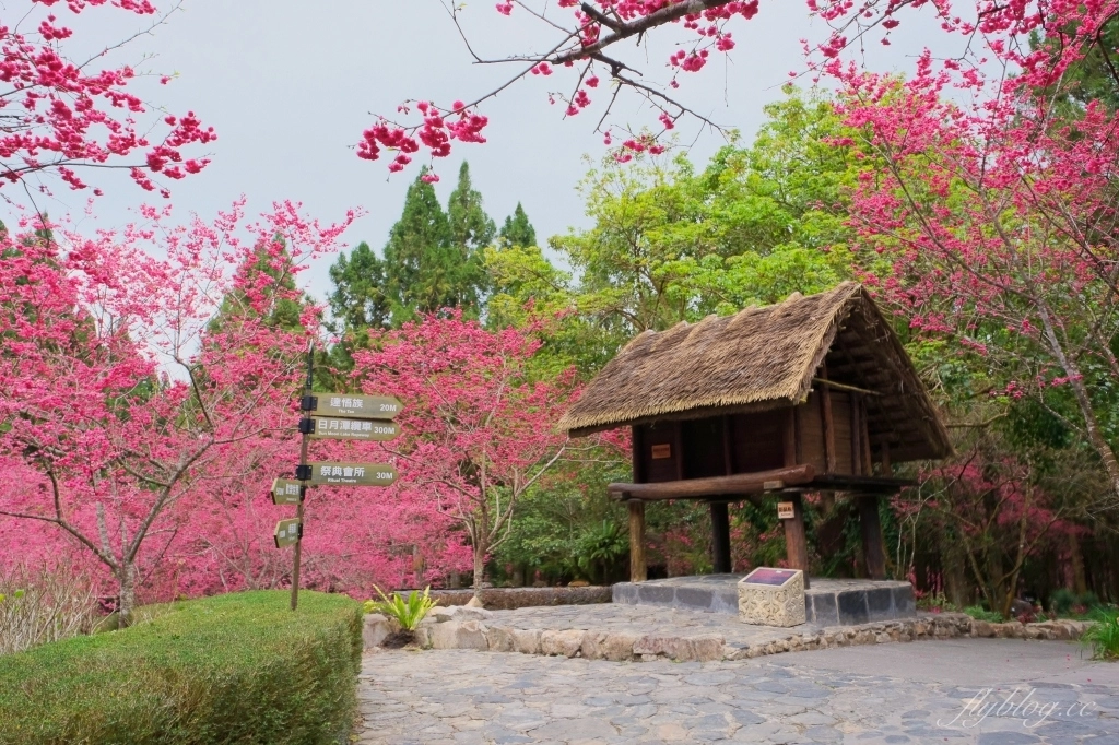 南投魚池｜2025九族文化村櫻花祭．唯一日本認證海外賞櫻名所，5000多株櫻花樹嬌艷動人 @飛天璇的口袋