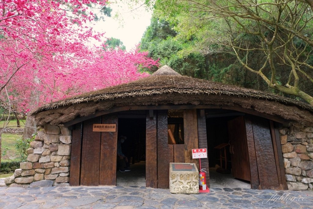 南投魚池｜2025九族文化村櫻花祭．唯一日本認證海外賞櫻名所，5000多株櫻花樹嬌艷動人 @飛天璇的口袋