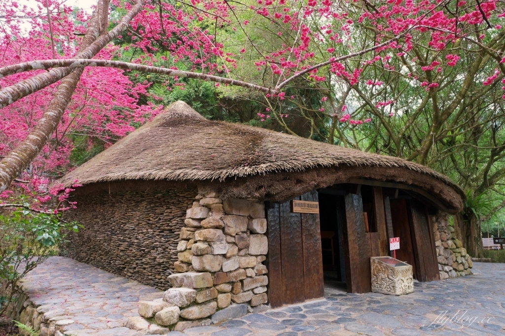 南投魚池｜2025九族文化村櫻花祭．唯一日本認證海外賞櫻名所，5000多株櫻花樹嬌艷動人 @飛天璇的口袋