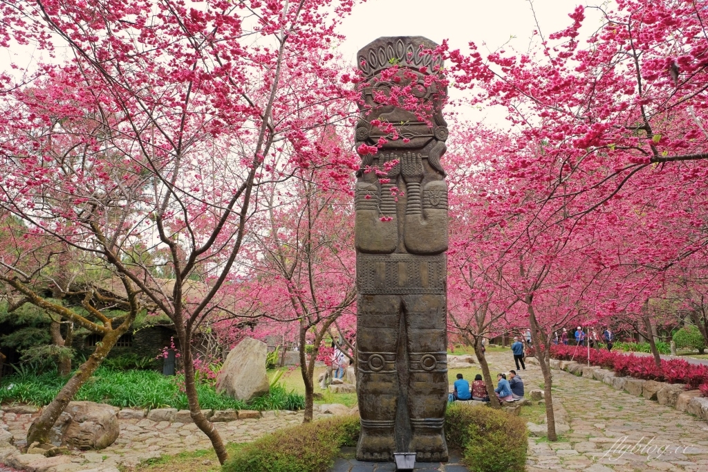 南投魚池｜2025九族文化村櫻花祭．唯一日本認證海外賞櫻名所，5000多株櫻花樹嬌艷動人 @飛天璇的口袋