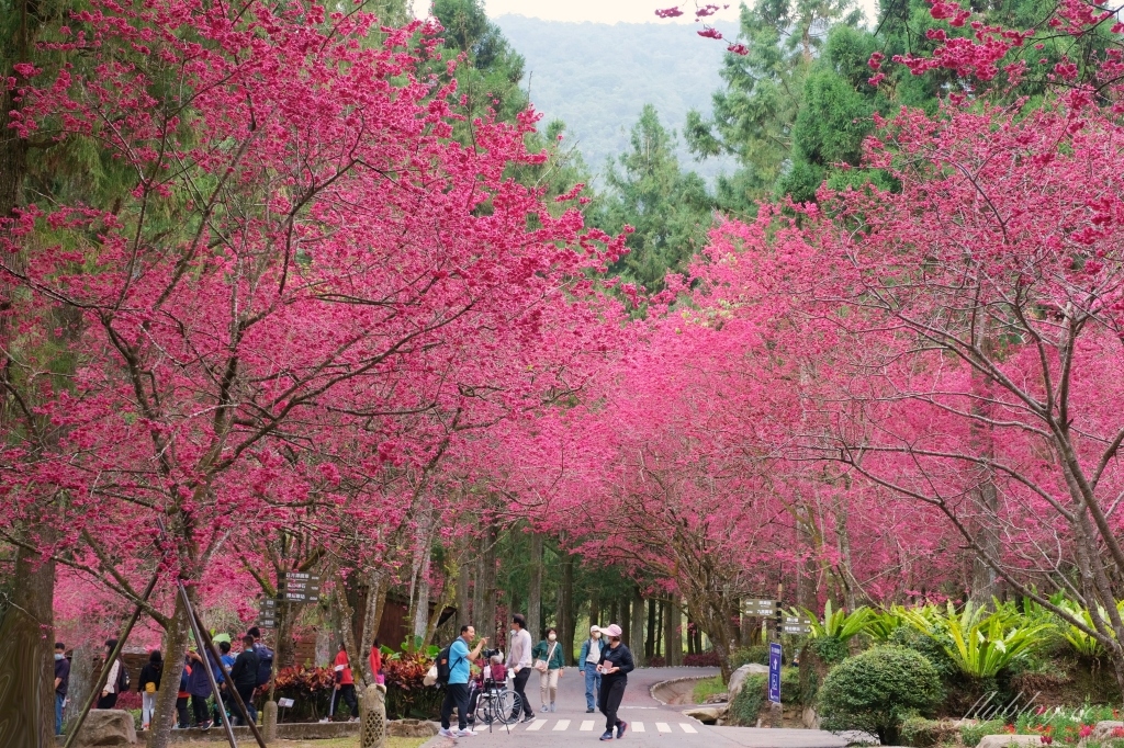 南投魚池｜2025九族文化村櫻花祭．唯一日本認證海外賞櫻名所，5000多株櫻花樹嬌艷動人 @飛天璇的口袋