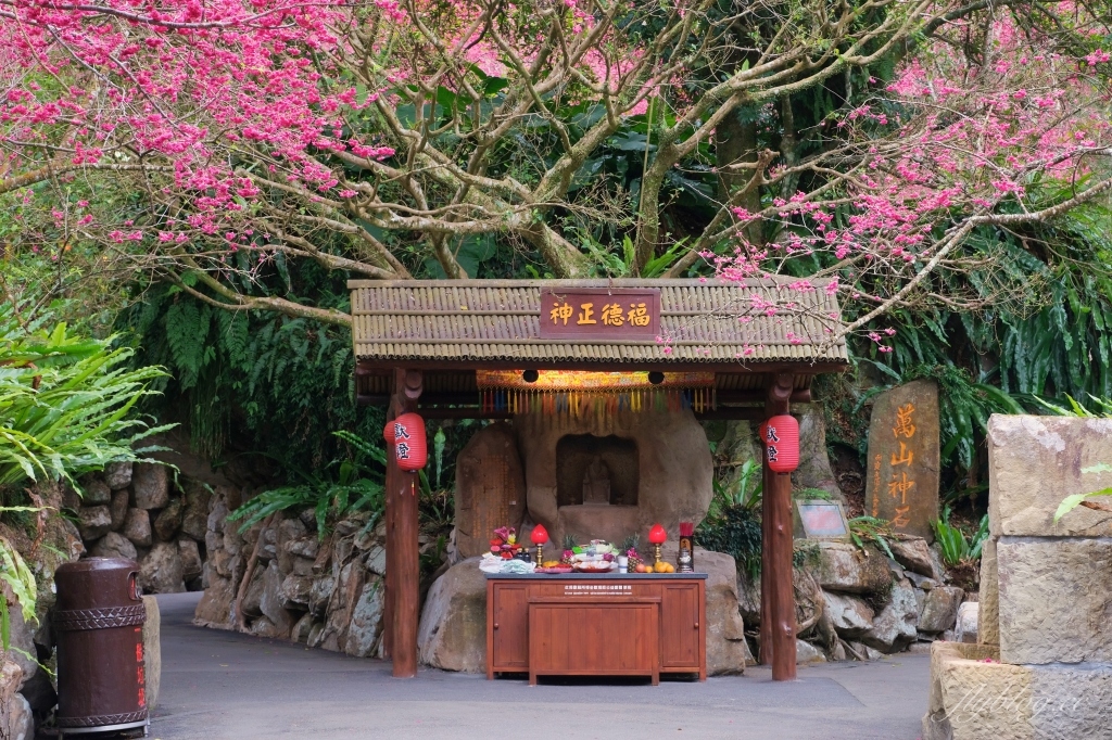 南投魚池｜2025九族文化村櫻花祭．唯一日本認證海外賞櫻名所，5000多株櫻花樹嬌艷動人 @飛天璇的口袋