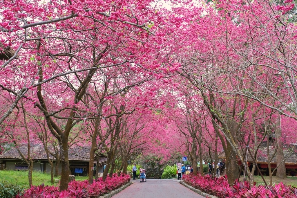 南投魚池｜2025九族文化村櫻花祭．唯一日本認證海外賞櫻名所，5000多株櫻花樹嬌艷動人 @飛天璇的口袋