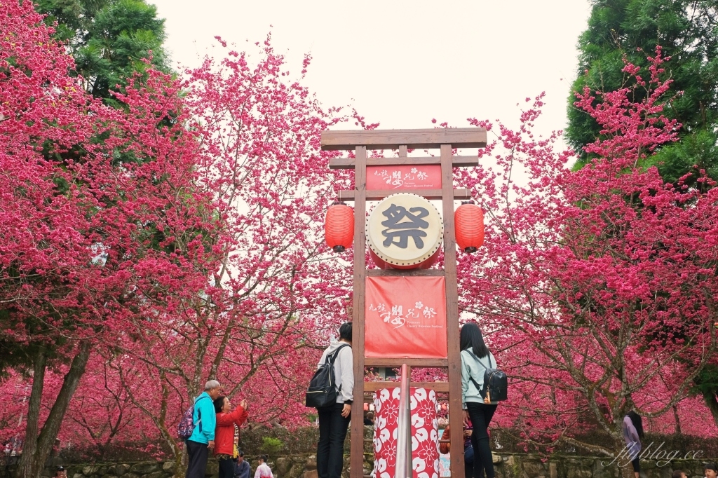 南投魚池｜2025九族文化村櫻花祭．唯一日本認證海外賞櫻名所，5000多株櫻花樹嬌艷動人 @飛天璇的口袋