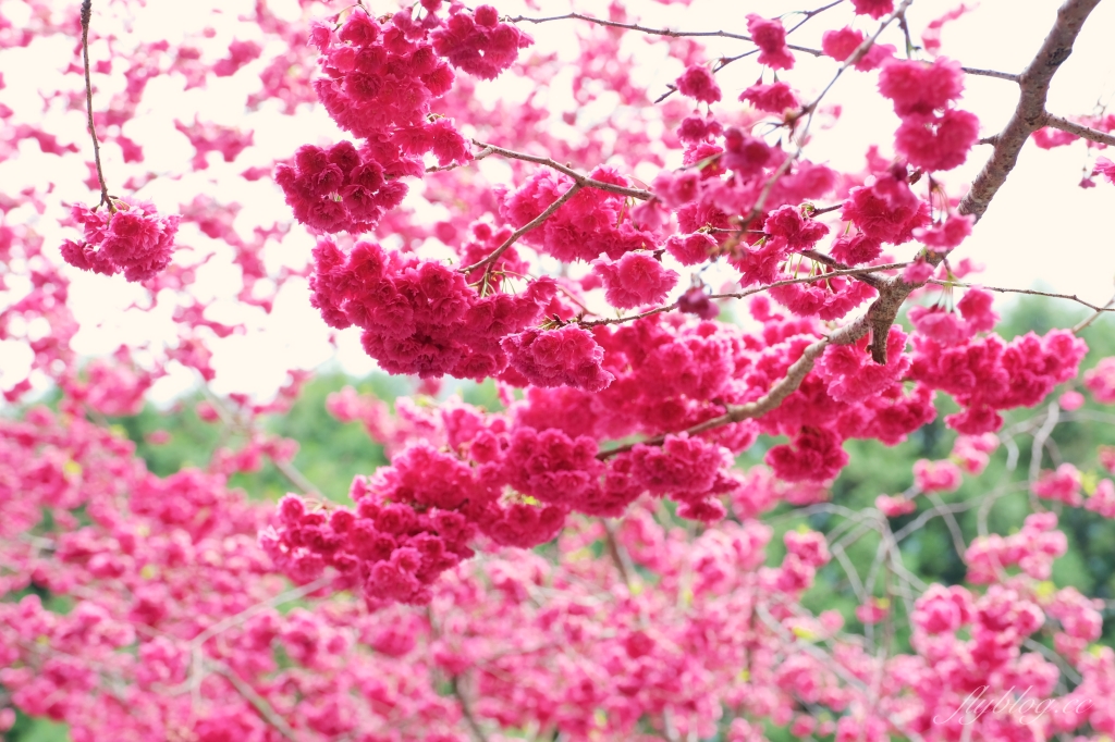 南投魚池｜2025九族文化村櫻花祭．唯一日本認證海外賞櫻名所，5000多株櫻花樹嬌艷動人 @飛天璇的口袋