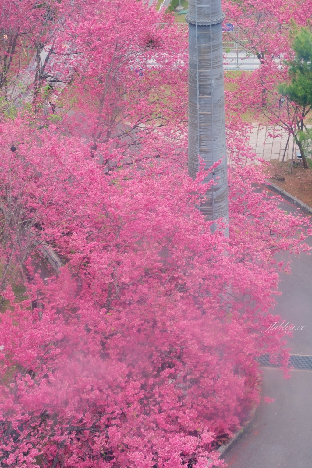 南投魚池｜2025九族文化村櫻花祭．唯一日本認證海外賞櫻名所，5000多株櫻花樹嬌艷動人 @飛天璇的口袋