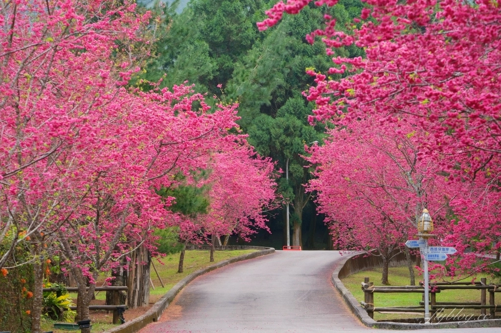 南投魚池｜2025九族文化村櫻花祭．唯一日本認證海外賞櫻名所，5000多株櫻花樹嬌艷動人 @飛天璇的口袋