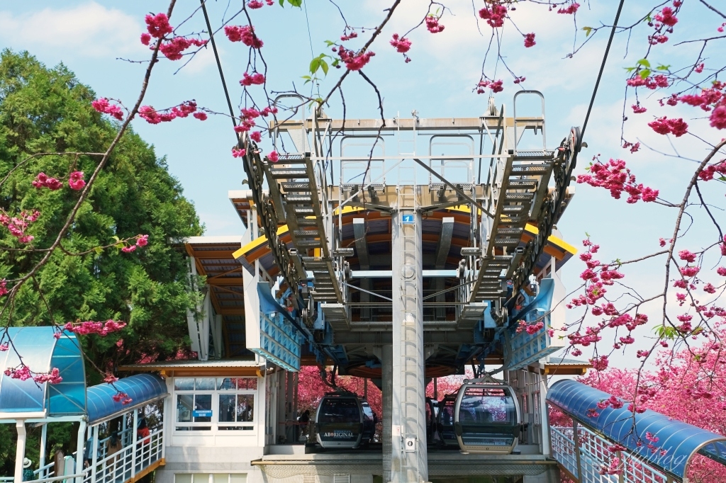 南投魚池｜2025九族文化村櫻花祭．唯一日本認證海外賞櫻名所，5000多株櫻花樹嬌艷動人 @飛天璇的口袋