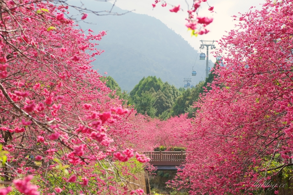 南投魚池｜2025九族文化村櫻花祭．唯一日本認證海外賞櫻名所，5000多株櫻花樹嬌艷動人 @飛天璇的口袋
