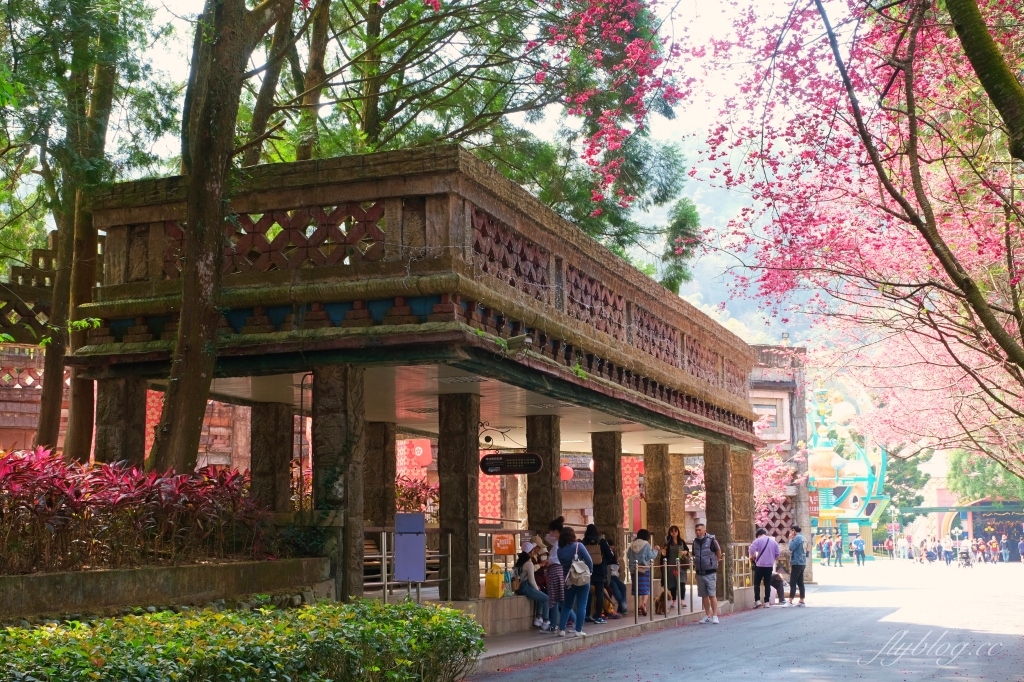 南投魚池｜2025九族文化村櫻花祭．唯一日本認證海外賞櫻名所，5000多株櫻花樹嬌艷動人 @飛天璇的口袋
