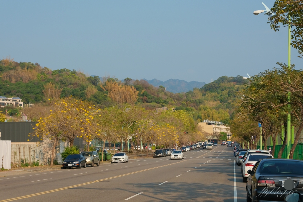 台中北屯|廍子公園,黃花風鈴木季正美,金色璀燦從粉紅情人橋到公園一整片浪漫 @飛天璇的口袋 台中北屯|廍子公園,黃花風鈴木季正美,金色璀燦從粉紅情人橋到公園一整片浪漫 @飛天璇的口袋