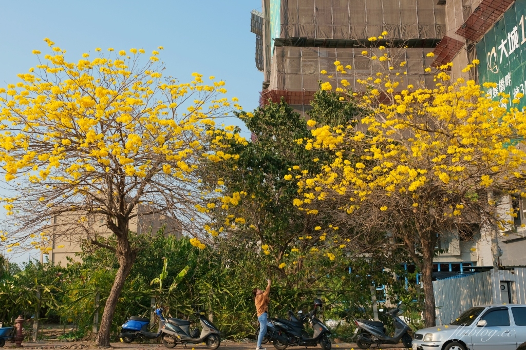 台中北屯|廍子公園,黃花風鈴木季正美,金色璀燦從粉紅情人橋到公園一整片浪漫 @飛天璇的口袋 台中北屯|廍子公園,黃花風鈴木季正美,金色璀燦從粉紅情人橋到公園一整片浪漫 @飛天璇的口袋