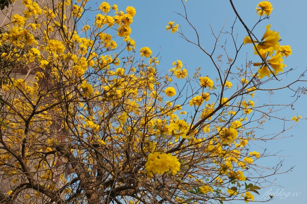台中北屯|廍子公園,黃花風鈴木季正美,金色璀燦從粉紅情人橋到公園一整片浪漫 @飛天璇的口袋 台中北屯|廍子公園,黃花風鈴木季正美,金色璀燦從粉紅情人橋到公園一整片浪漫 @飛天璇的口袋