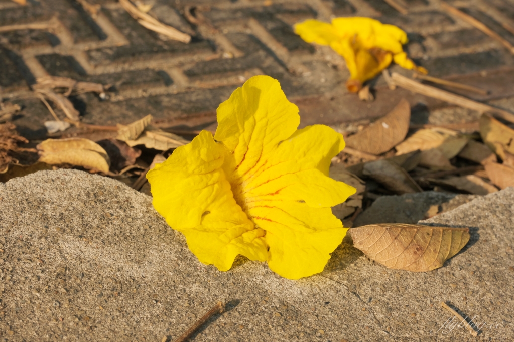 台中北屯|廍子公園,黃花風鈴木季正美,金色璀燦從粉紅情人橋到公園一整片浪漫 @飛天璇的口袋 台中北屯|廍子公園,黃花風鈴木季正美,金色璀燦從粉紅情人橋到公園一整片浪漫 @飛天璇的口袋