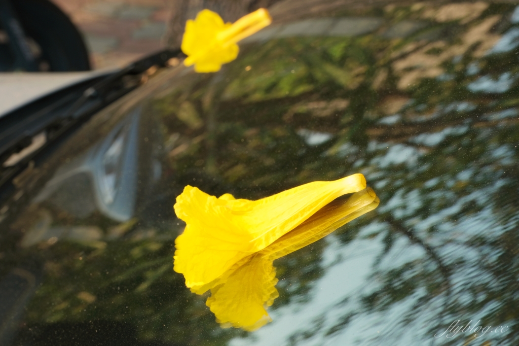台中北屯|廍子公園,黃花風鈴木季正美,金色璀燦從粉紅情人橋到公園一整片浪漫 @飛天璇的口袋 台中北屯|廍子公園,黃花風鈴木季正美,金色璀燦從粉紅情人橋到公園一整片浪漫 @飛天璇的口袋