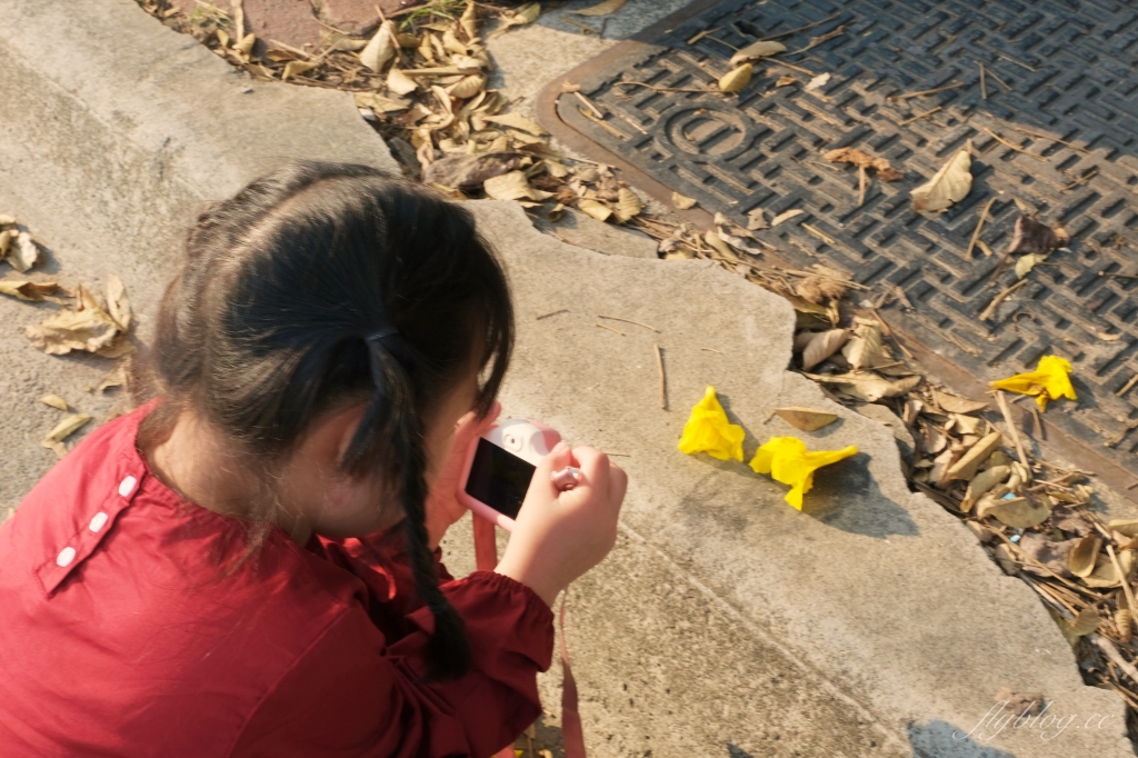 台中北屯|廍子公園,黃花風鈴木季正美,金色璀燦從粉紅情人橋到公園一整片浪漫 @飛天璇的口袋 台中北屯|廍子公園,黃花風鈴木季正美,金色璀燦從粉紅情人橋到公園一整片浪漫 @飛天璇的口袋