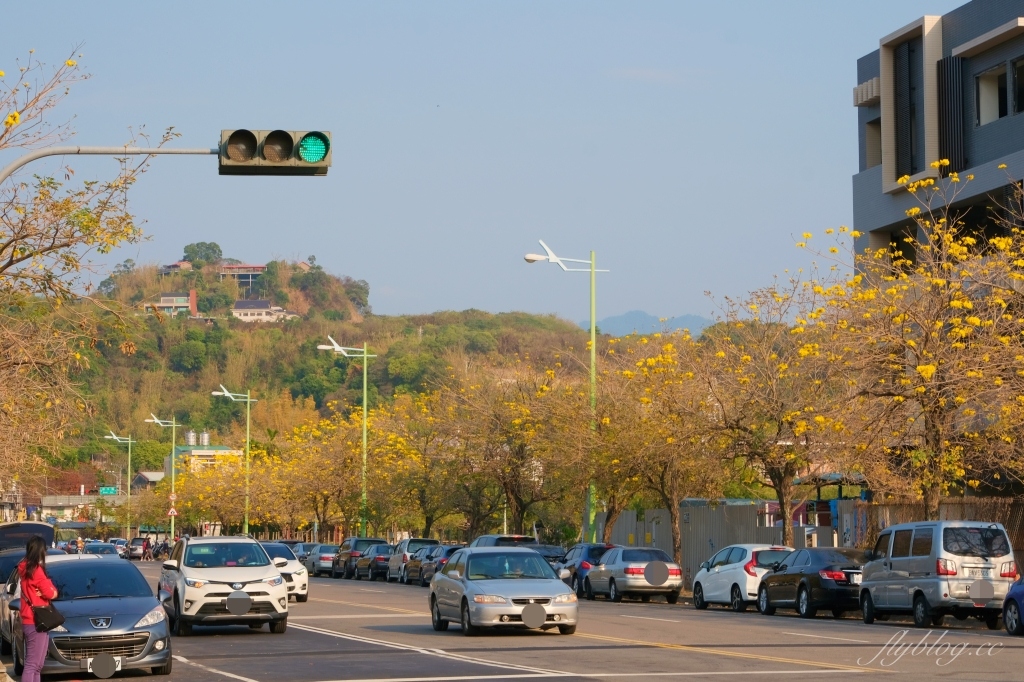 台中北屯|廍子公園,黃花風鈴木季正美,金色璀燦從粉紅情人橋到公園一整片浪漫 @飛天璇的口袋 台中北屯|廍子公園,黃花風鈴木季正美,金色璀燦從粉紅情人橋到公園一整片浪漫 @飛天璇的口袋