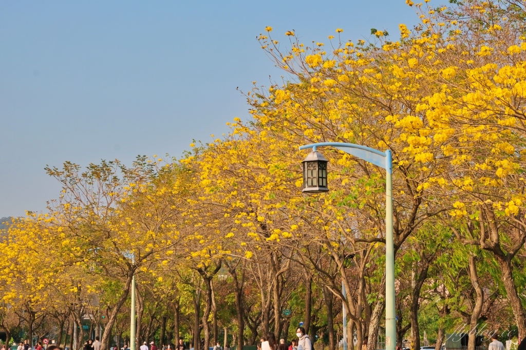 台中北屯｜廍子公園，黃花風鈴木季正美，金色璀燦從粉紅情人橋到公園一整片浪漫 @飛天璇的口袋