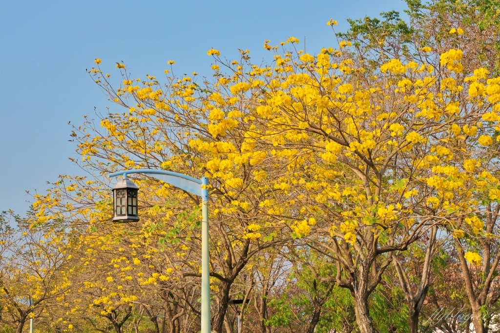 台中北屯|廍子公園,黃花風鈴木季正美,金色璀燦從粉紅情人橋到公園一整片浪漫 @飛天璇的口袋 台中北屯|廍子公園,黃花風鈴木季正美,金色璀燦從粉紅情人橋到公園一整片浪漫 @飛天璇的口袋