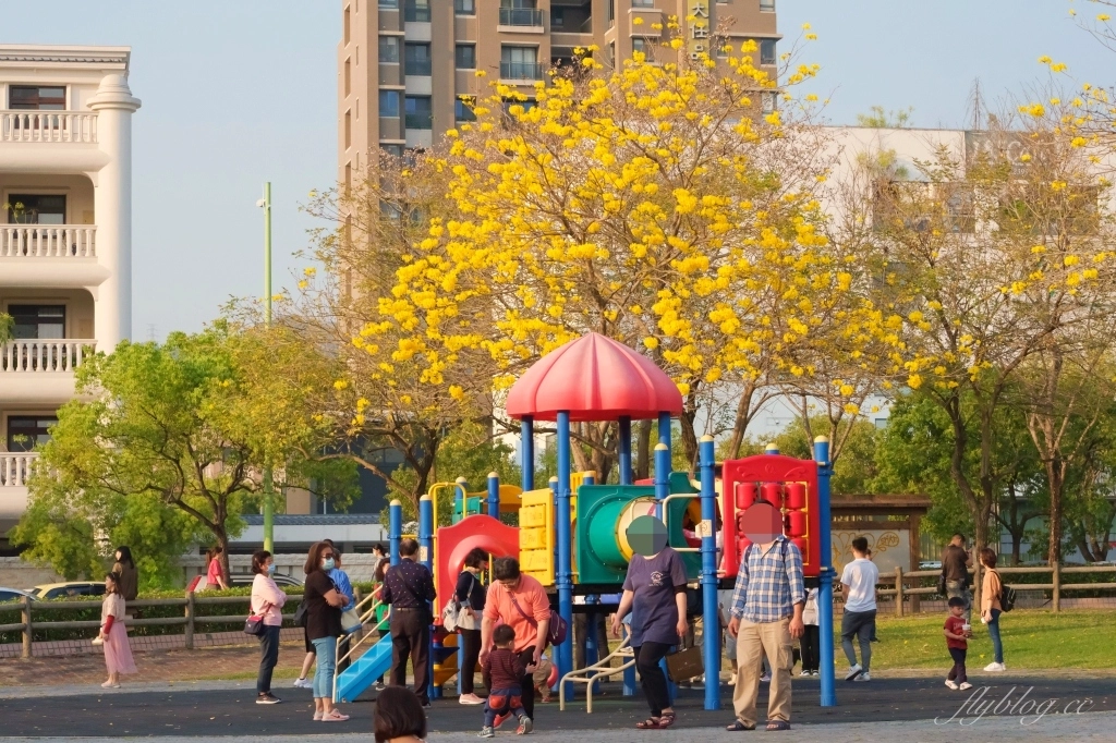 台中北屯|廍子公園,黃花風鈴木季正美,金色璀燦從粉紅情人橋到公園一整片浪漫 @飛天璇的口袋 台中北屯|廍子公園,黃花風鈴木季正美,金色璀燦從粉紅情人橋到公園一整片浪漫 @飛天璇的口袋