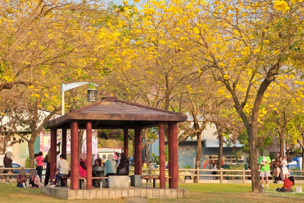 台中北屯|廍子公園,黃花風鈴木季正美,金色璀燦從粉紅情人橋到公園一整片浪漫 @飛天璇的口袋 台中北屯|廍子公園,黃花風鈴木季正美,金色璀燦從粉紅情人橋到公園一整片浪漫 @飛天璇的口袋
