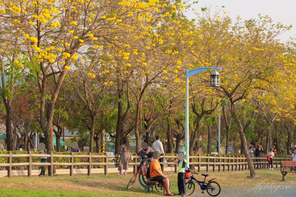 台中北屯｜廍子公園，黃花風鈴木季正美，金色璀燦從粉紅情人橋到公園一整片浪漫 @飛天璇的口袋