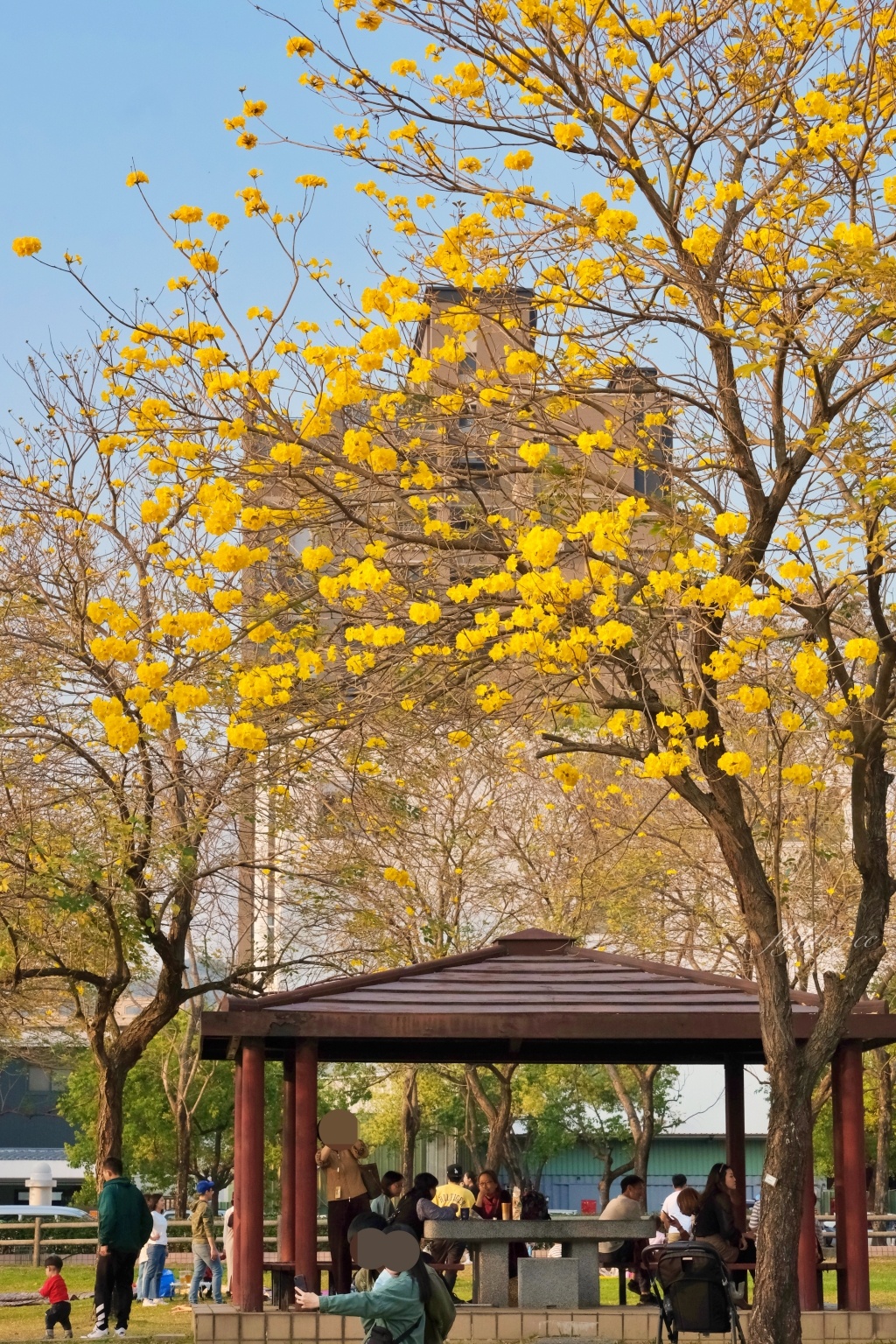 台中北屯|廍子公園,黃花風鈴木季正美,金色璀燦從粉紅情人橋到公園一整片浪漫 @飛天璇的口袋 台中北屯|廍子公園,黃花風鈴木季正美,金色璀燦從粉紅情人橋到公園一整片浪漫 @飛天璇的口袋
