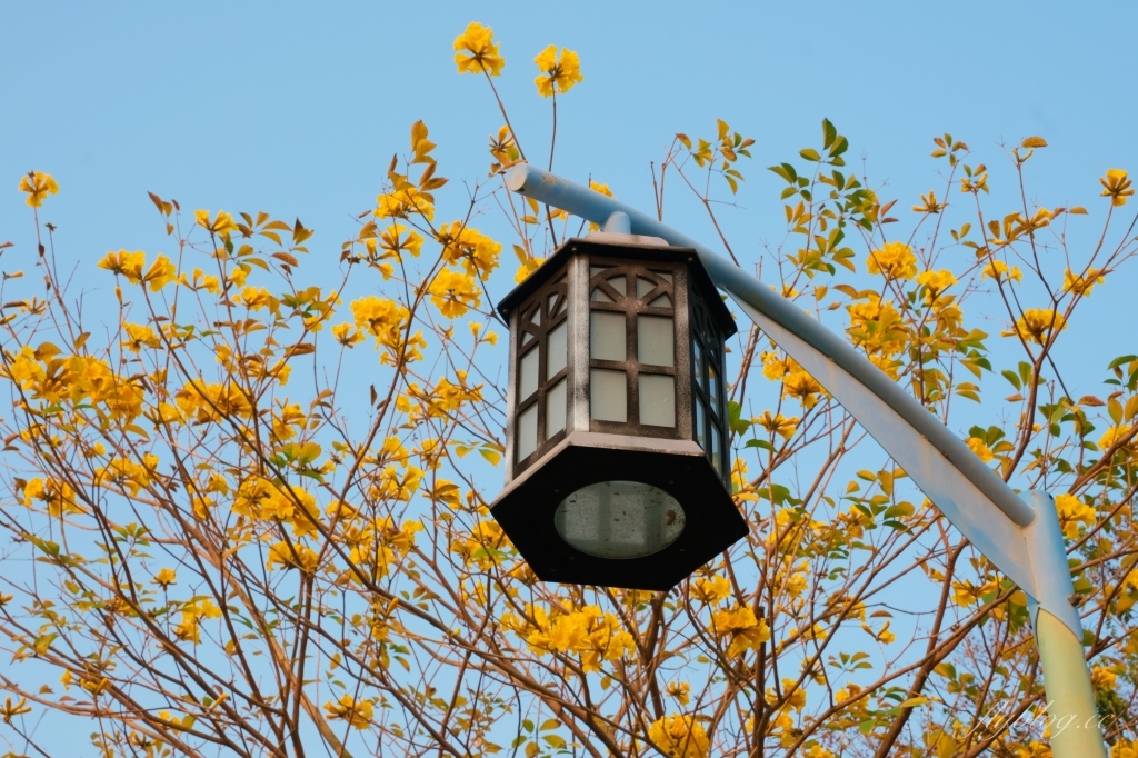 台中北屯|廍子公園,黃花風鈴木季正美,金色璀燦從粉紅情人橋到公園一整片浪漫 @飛天璇的口袋 台中北屯|廍子公園,黃花風鈴木季正美,金色璀燦從粉紅情人橋到公園一整片浪漫 @飛天璇的口袋