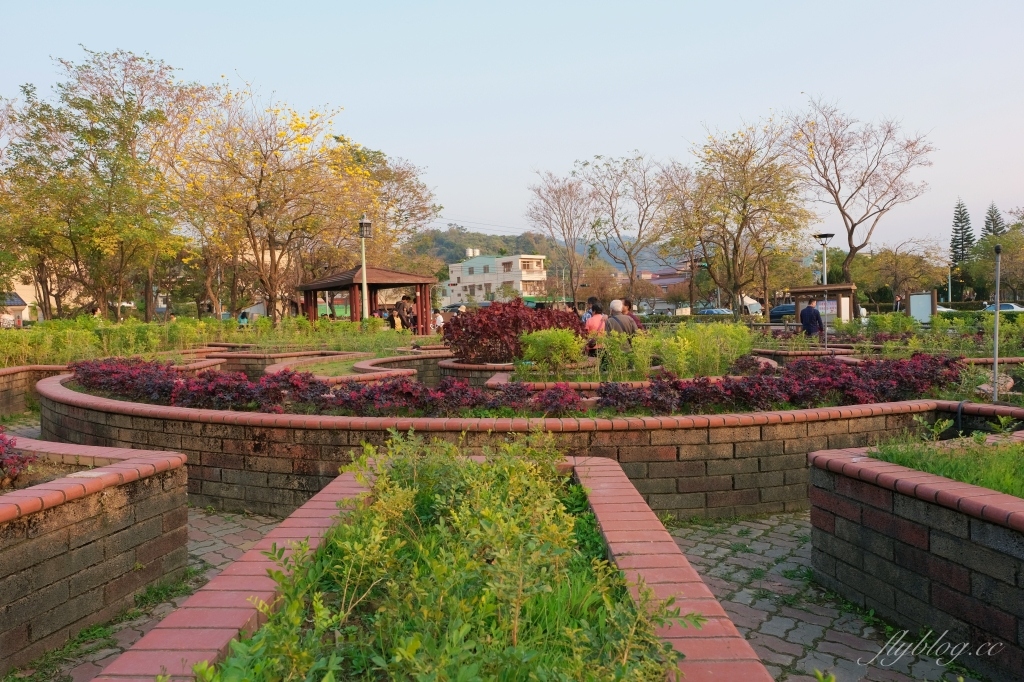 台中北屯｜廍子公園，黃花風鈴木季正美，金色璀燦從粉紅情人橋到公園一整片浪漫 @飛天璇的口袋