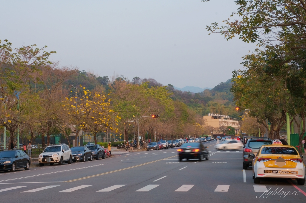 台中北屯|廍子公園,黃花風鈴木季正美,金色璀燦從粉紅情人橋到公園一整片浪漫 @飛天璇的口袋 台中北屯|廍子公園,黃花風鈴木季正美,金色璀燦從粉紅情人橋到公園一整片浪漫 @飛天璇的口袋